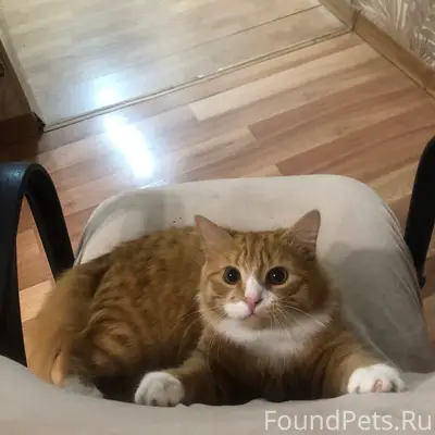 Пропала беспородная кошка Кузя, город Луга