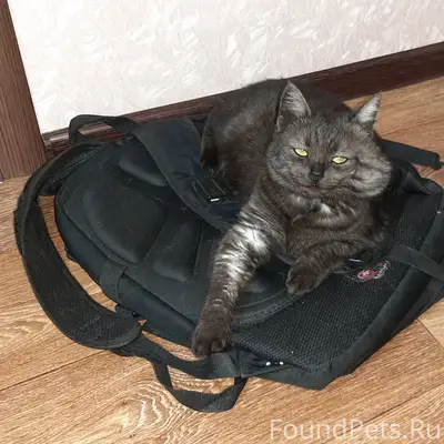 Пропала кошка, район ул. Молчанова