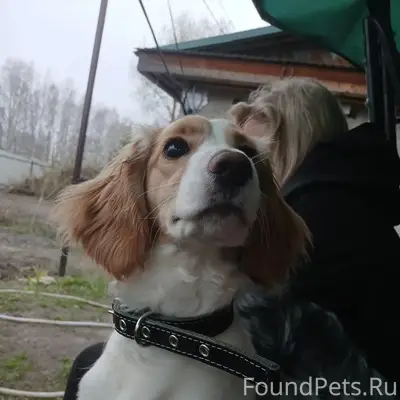 Пропала Русская спаниель, район северного автовокзала