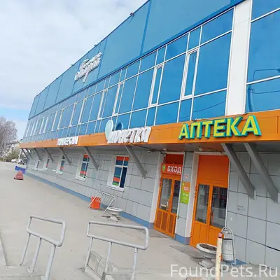 Найден пёс, возможно сбила машина, Березники