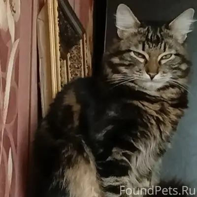 Пропал кот Васька, улица Гороховская