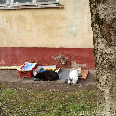 Найдена кошка на Комсомольской, Обнинск