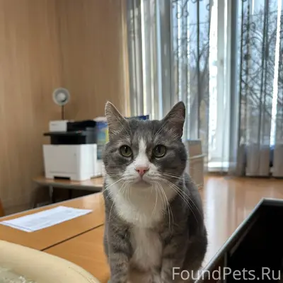 Найден кот Том