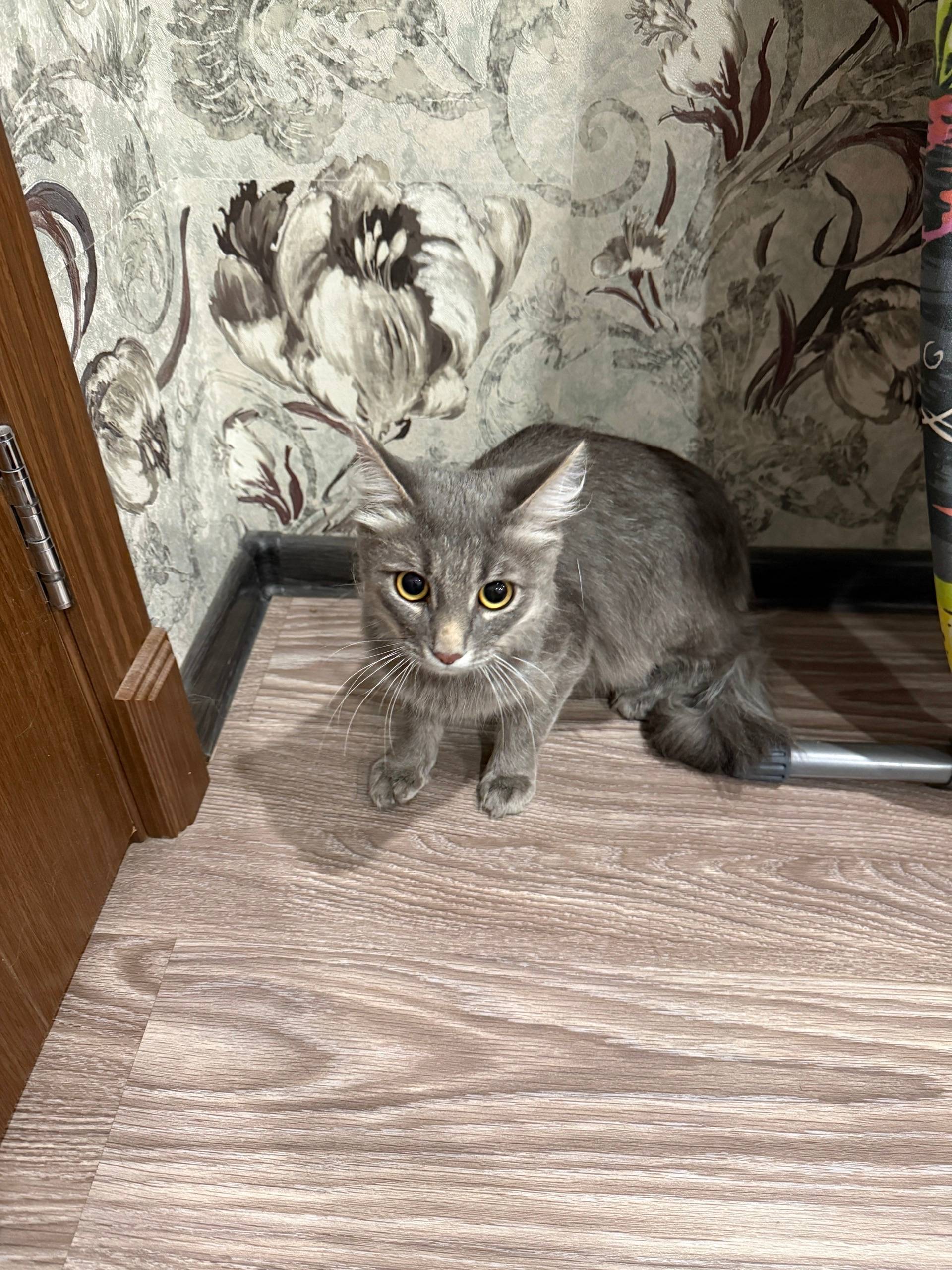 Найден кот, Золотухина 6