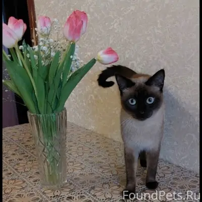 Пропала кошка, Химки, мкр Сходня