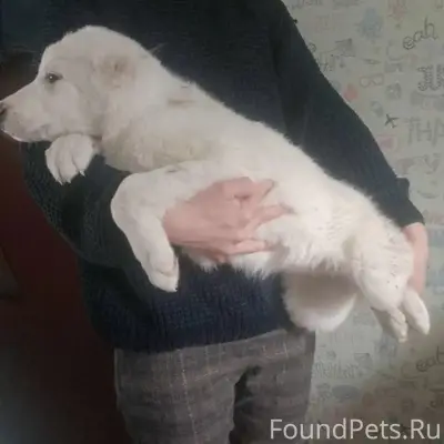 Пропала девочка алабай Снежа, Советская, 9