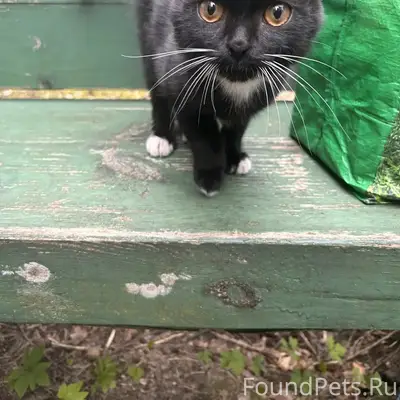 Найден котёнок, берег Волги