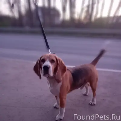 Найден тип собака, пос. Ропша