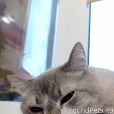 Пропал кот Оскар