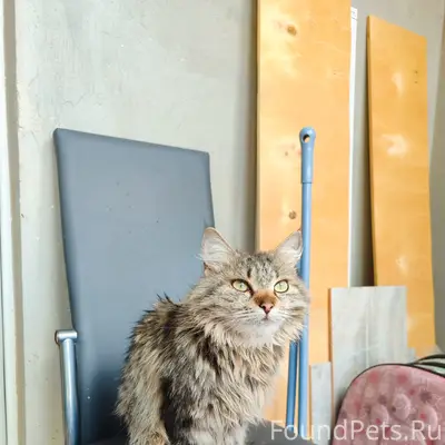 Найдена кошка, район 55 школы