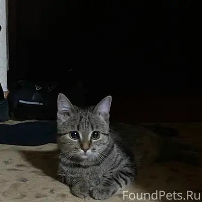Пропала кошка, район ул. Столыпина