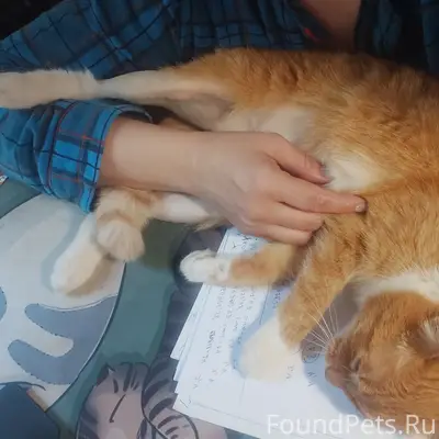 Пропала кошка, г. Дедовск