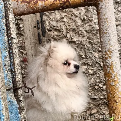 Найден тип собака, район Сырский рудник