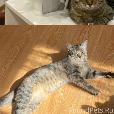 Пропала кошка Дуся, Верхняя Гурьевка
