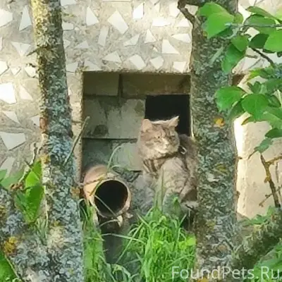 Найдена кошка, пгт Красномайский, ул. Кирова 45