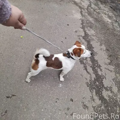 Найден мальчик, пёсик.