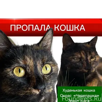 Пропала кошка Кася, Рузский район