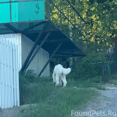 Пропал пёс, Видно