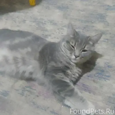 Пропал кот, улица Виноградова