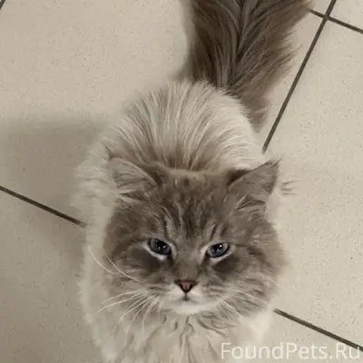 Найден кот, Таллинское шоссе 163