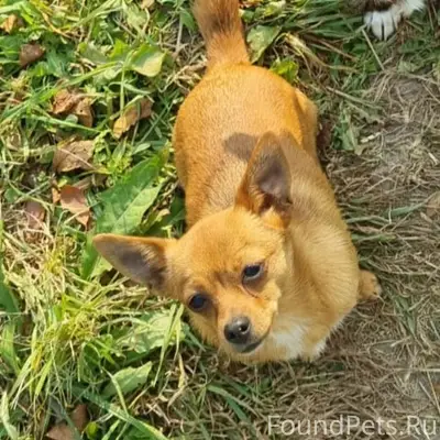 Пропала рыжая чихуахуа