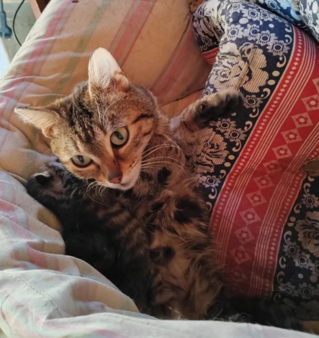Найдена кошка, Кооператив Энергетик-2