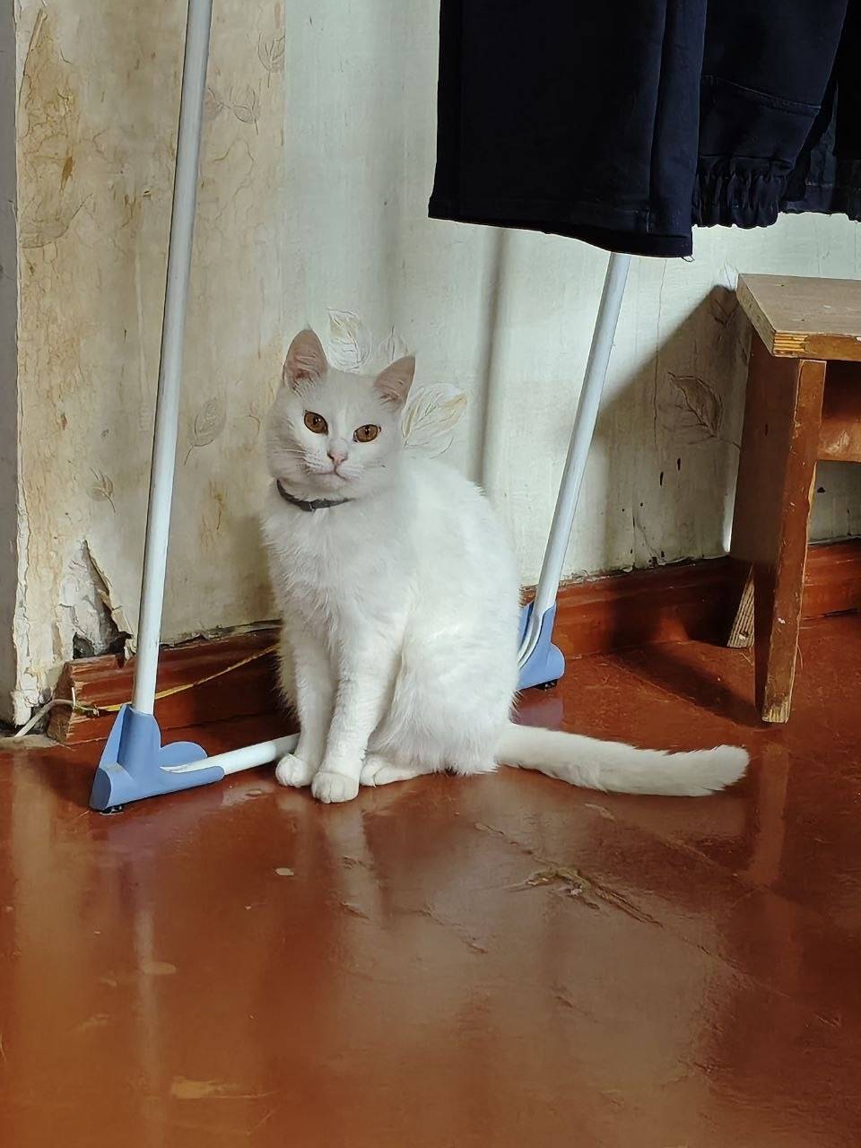 Пропала кошка, Симферополь