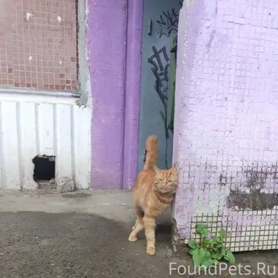 Найдена рыжая кошка, Великий Новгород