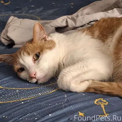 Пропал кот