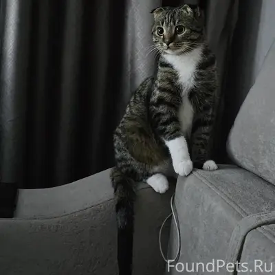 Пропал кот, 