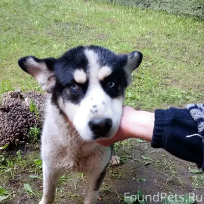 Найден кобель, Пчелин