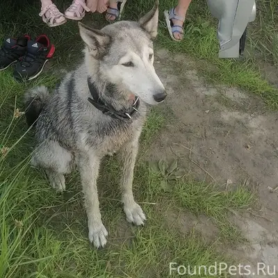 Пропала западносибирская лайка Фея, старый Кировск