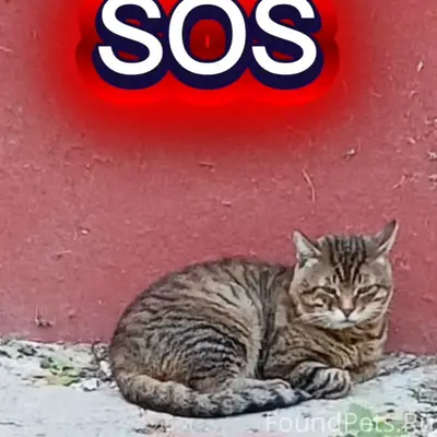 Найден кот