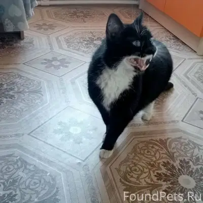 Найден кот, ласковый, кастрированный
