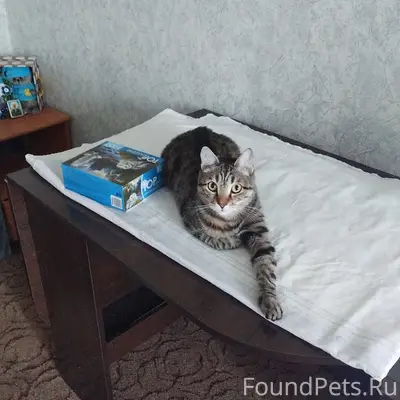 Пропал кот, Кузнецкий район
