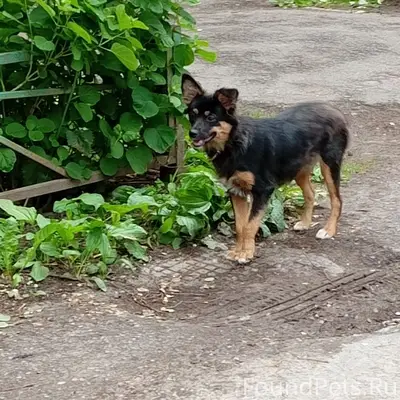 Пропала собака, район Пединститута
