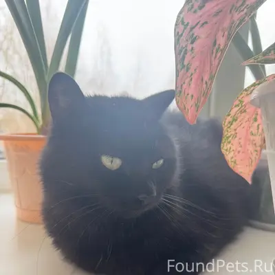 Пропала чёрная кошка Ева, Краснокамск