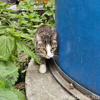 Найдена кошка, район пр. Победы