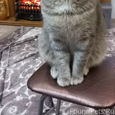Пропал кот, Залинейный район