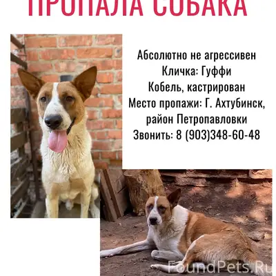 Пропал метис Гуффи, неизвестно место пропажи