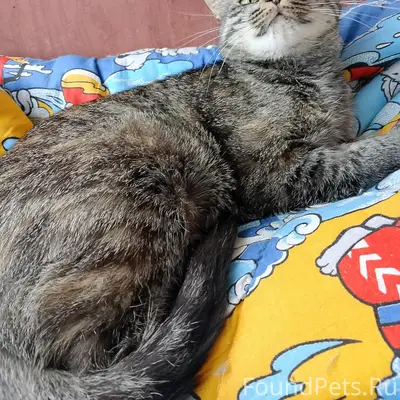 Найдена кошка, Щеглово