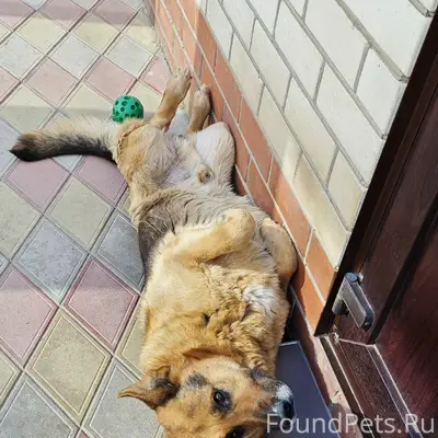 Пропал пёс Савват