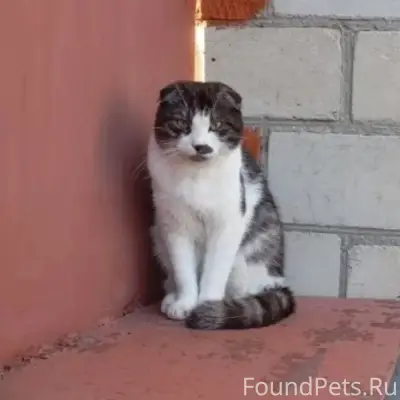 Пропал кот Барсик, район лучок