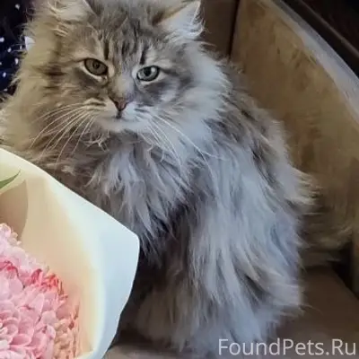 Пропал кот Люся, улица Есенина