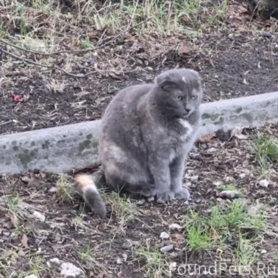 Пропала кошка, место не указано