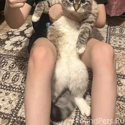 Пропала кошка Лиза, район ж.д. вокзала