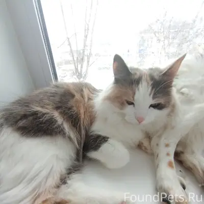 Пропала кошка, красный ошейник, ул. Зайцева 8
