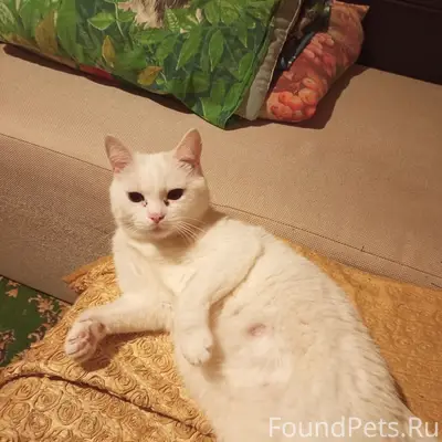 Пропала кошка, микрорайон интернациональный