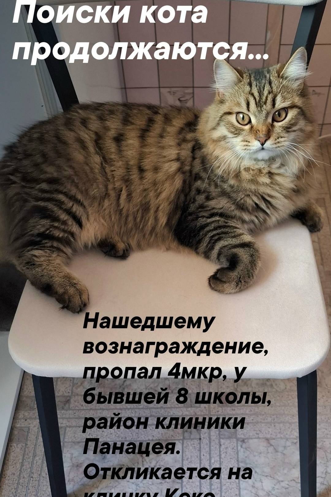 Пропал кот Кекс