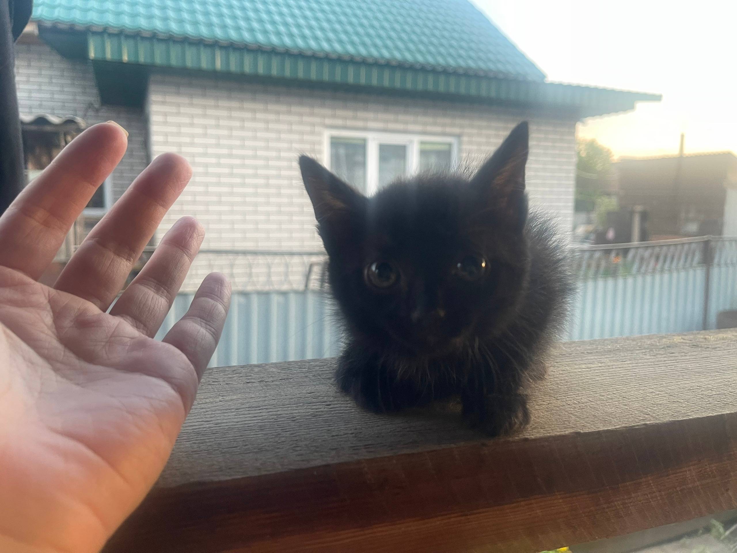 Найдена кошка, район Матросова - Петрова